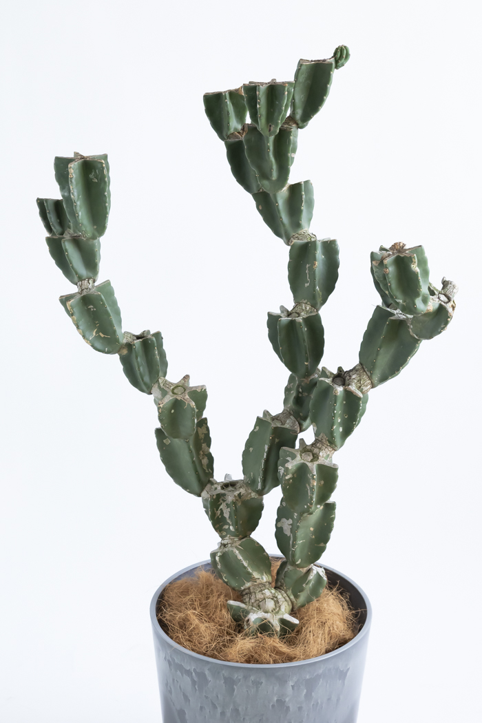 観葉植物 柱サボテン ブランチ 一点もの(A)（10号鉢）の写真4枚目