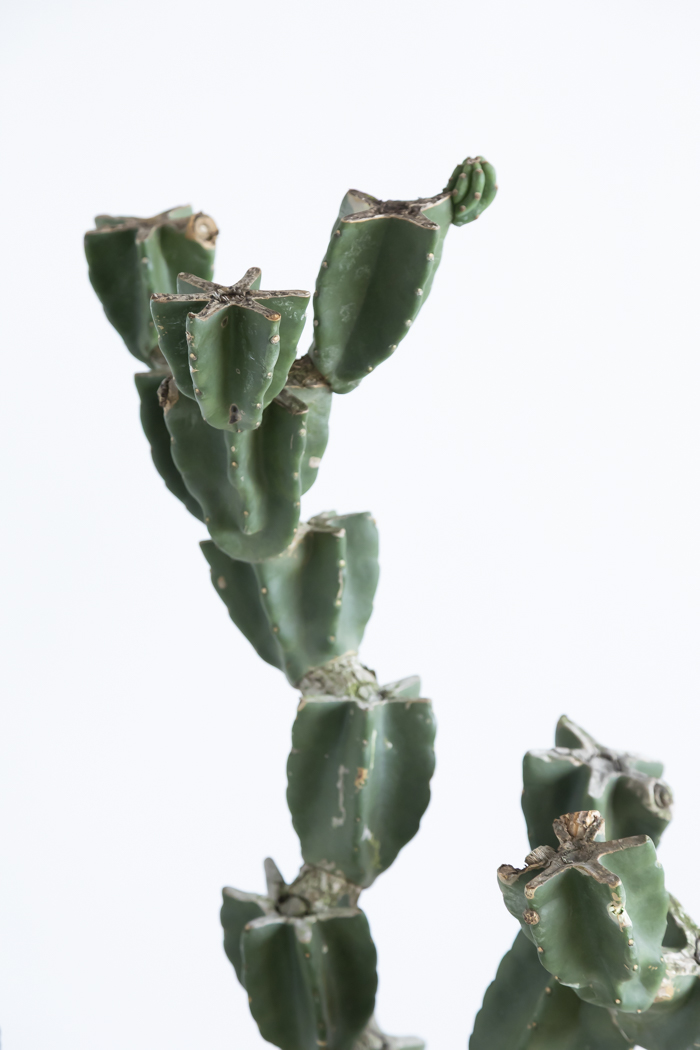 観葉植物 柱サボテン ブランチ 一点もの(A)（10号鉢）の写真5枚目