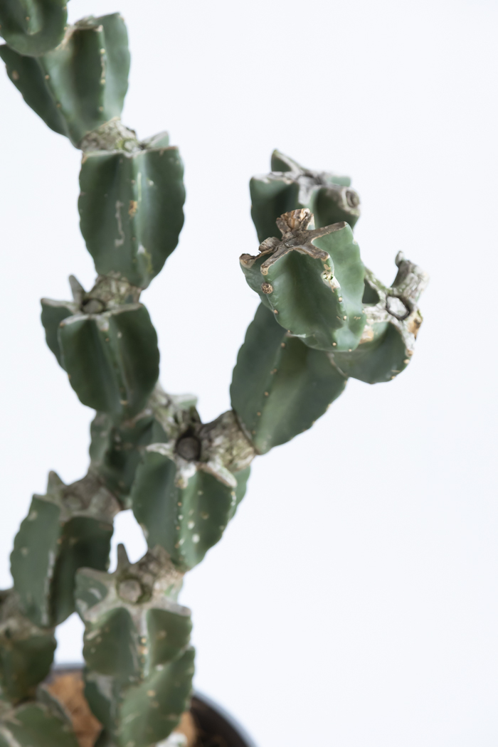 観葉植物 柱サボテン ブランチ 一点もの(A)（10号鉢）｜HanaPrime