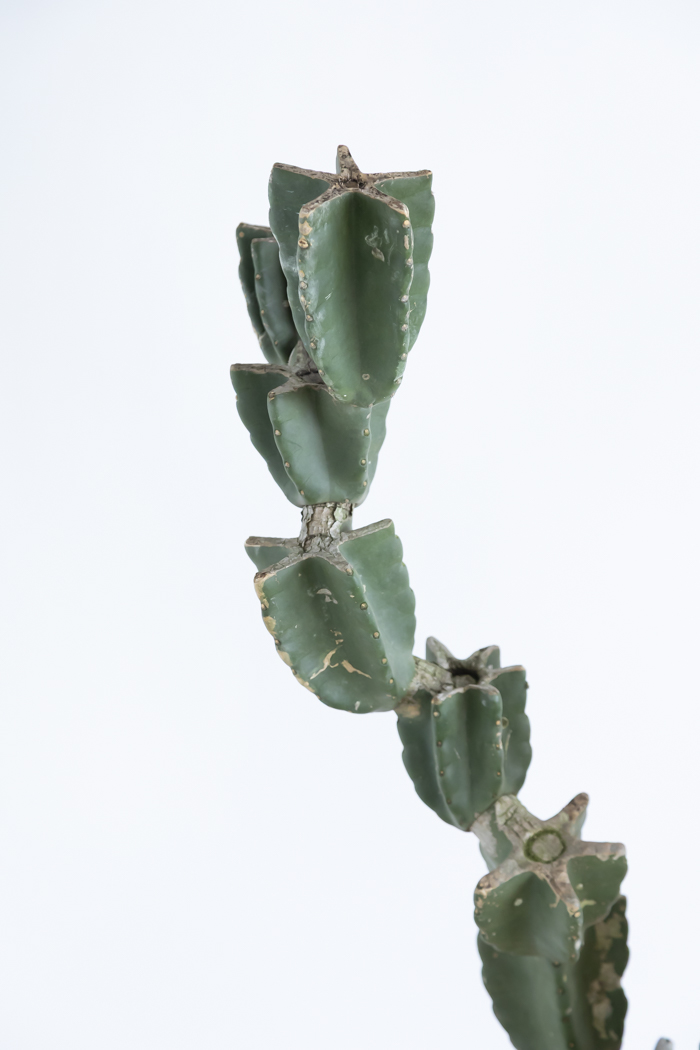 観葉植物 柱サボテン ブランチ 一点もの(A)（10号鉢）の写真7枚目