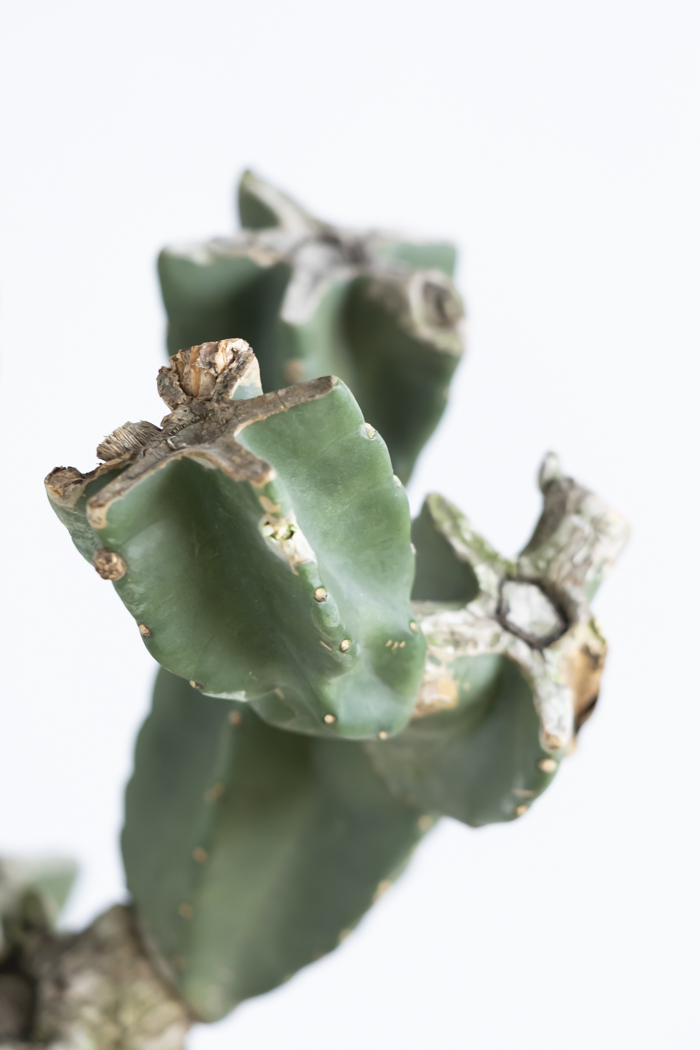 観葉植物 柱サボテン ブランチ 一点もの(A)（10号鉢）の写真10枚目