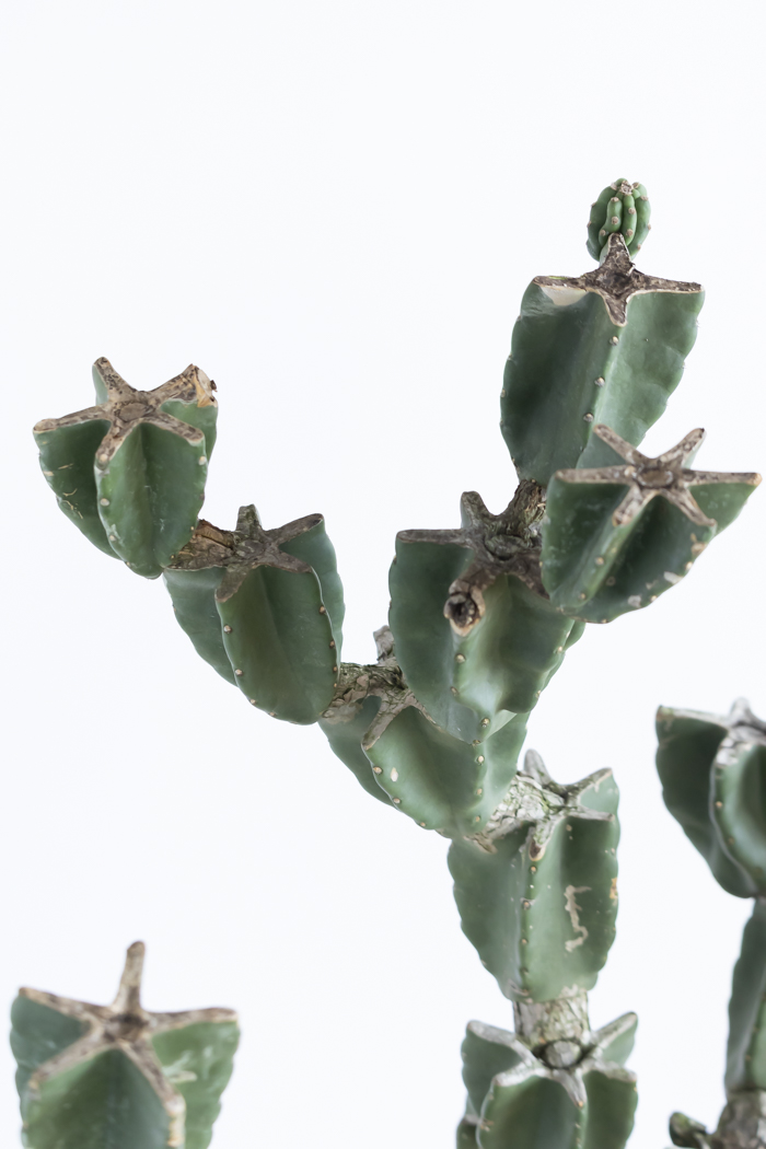 観葉植物 柱サボテン ブランチ 一点もの(A)（10号鉢）の写真11枚目