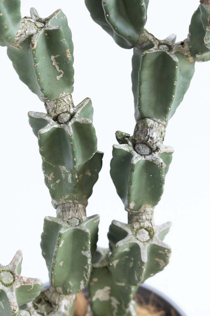 観葉植物 柱サボテン ブランチ 一点もの(A)（10号鉢）の写真12枚目