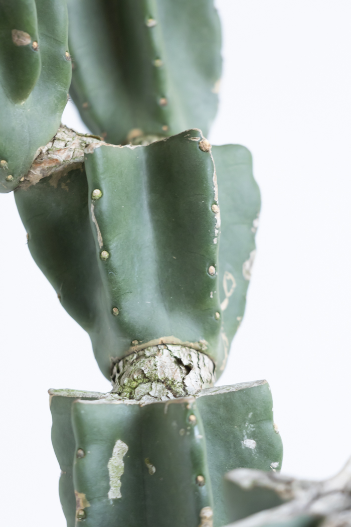 観葉植物 柱サボテン ブランチ 一点もの(A)（10号鉢）の写真13枚目