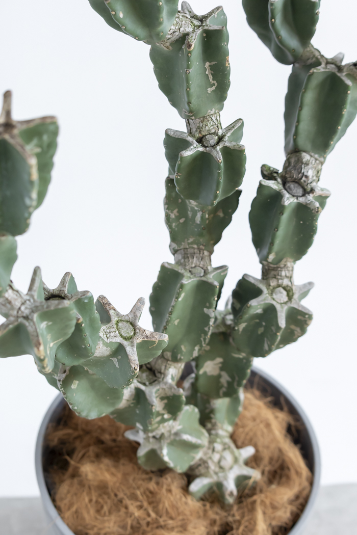 観葉植物 柱サボテン ブランチ 一点もの(A)（10号鉢）の写真14枚目