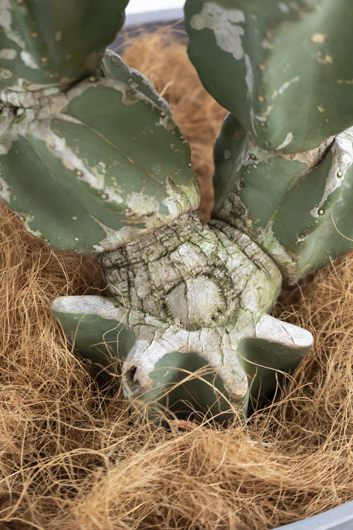 観葉植物 柱サボテン ブランチ 一点もの(A)（10号鉢）の写真15枚目