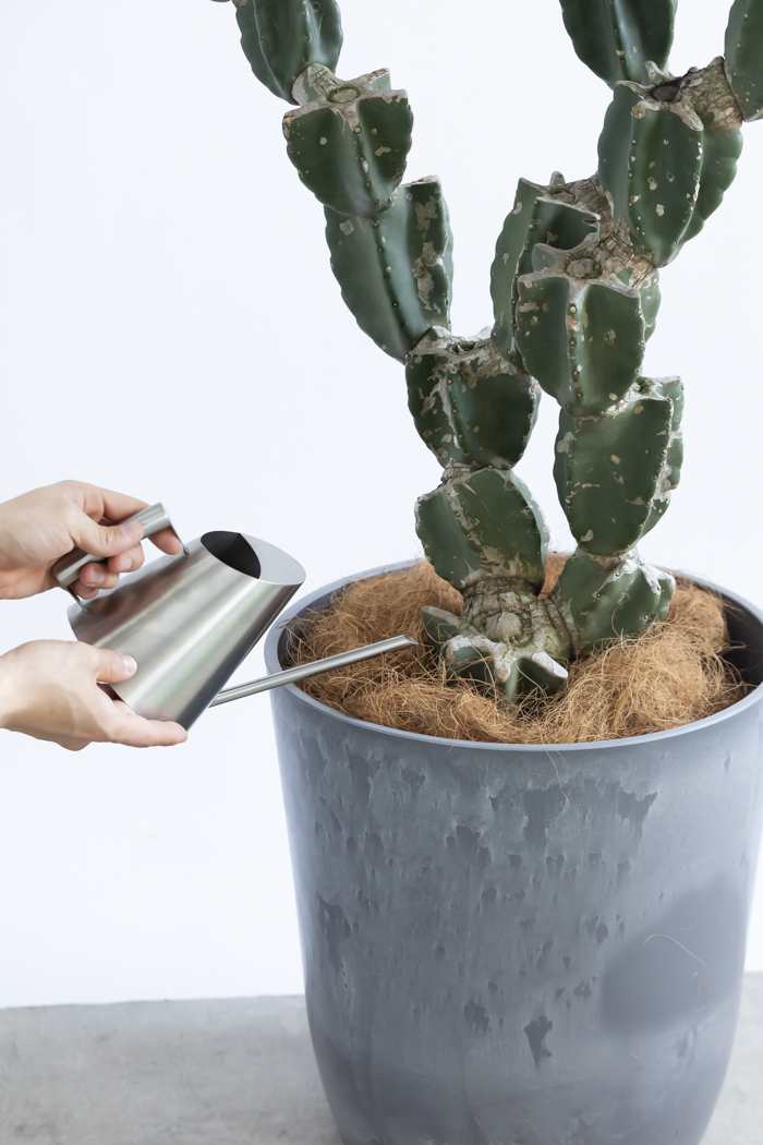 観葉植物 柱サボテン ブランチ 一点もの(A)（10号鉢）の写真16枚目