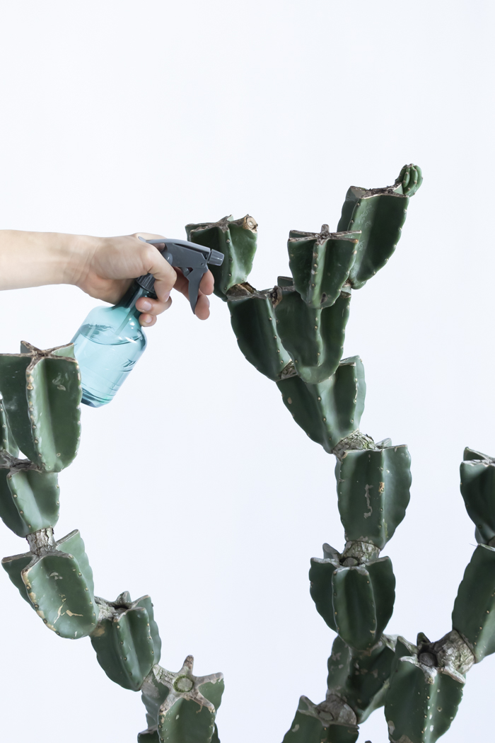 観葉植物 柱サボテン ブランチ 一点もの(A)（10号鉢）の写真17枚目