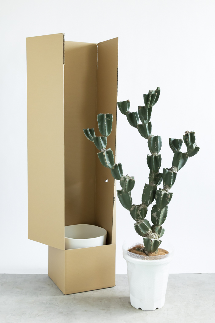 観葉植物 柱サボテン ブランチ 一点もの(A)（10号鉢）の写真18枚目