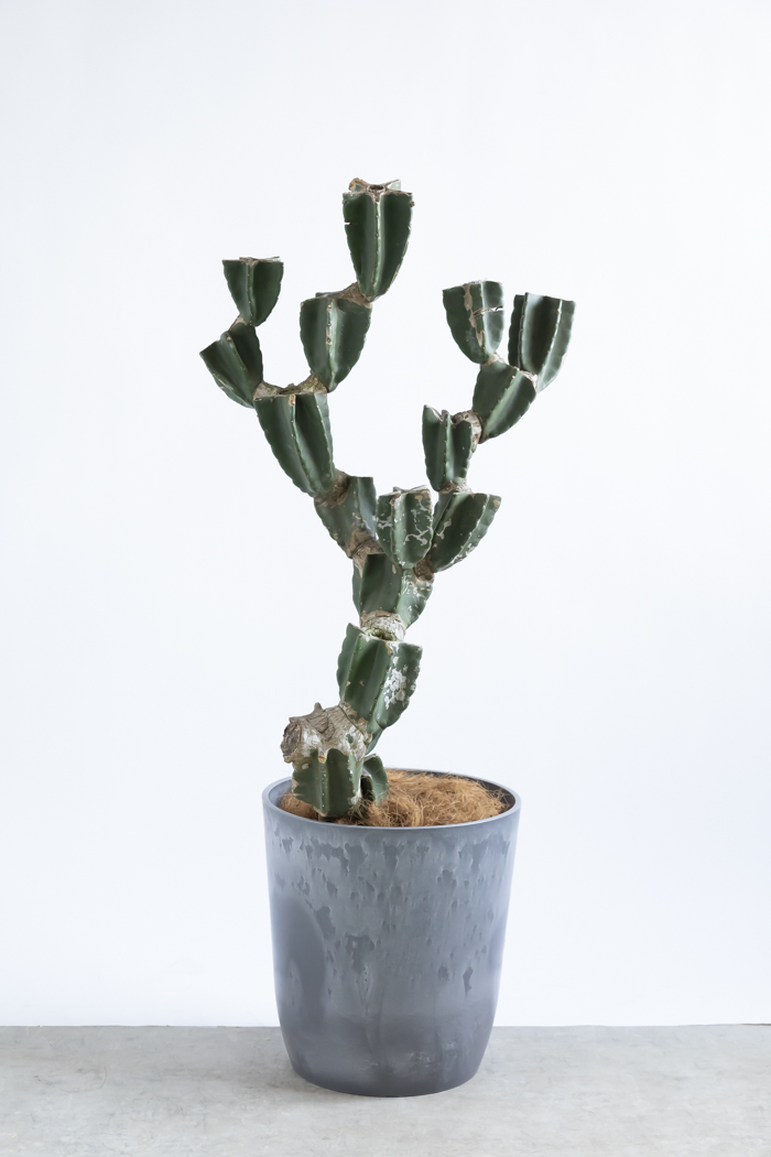 観葉植物 柱サボテン ブランチ 一点もの(B)（10号鉢）の写真1枚目