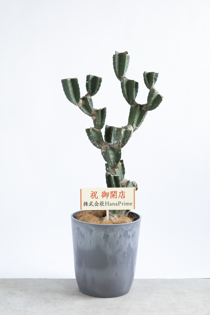 観葉植物 柱サボテン ブランチ 一点もの(B)（10号鉢）の写真2枚目