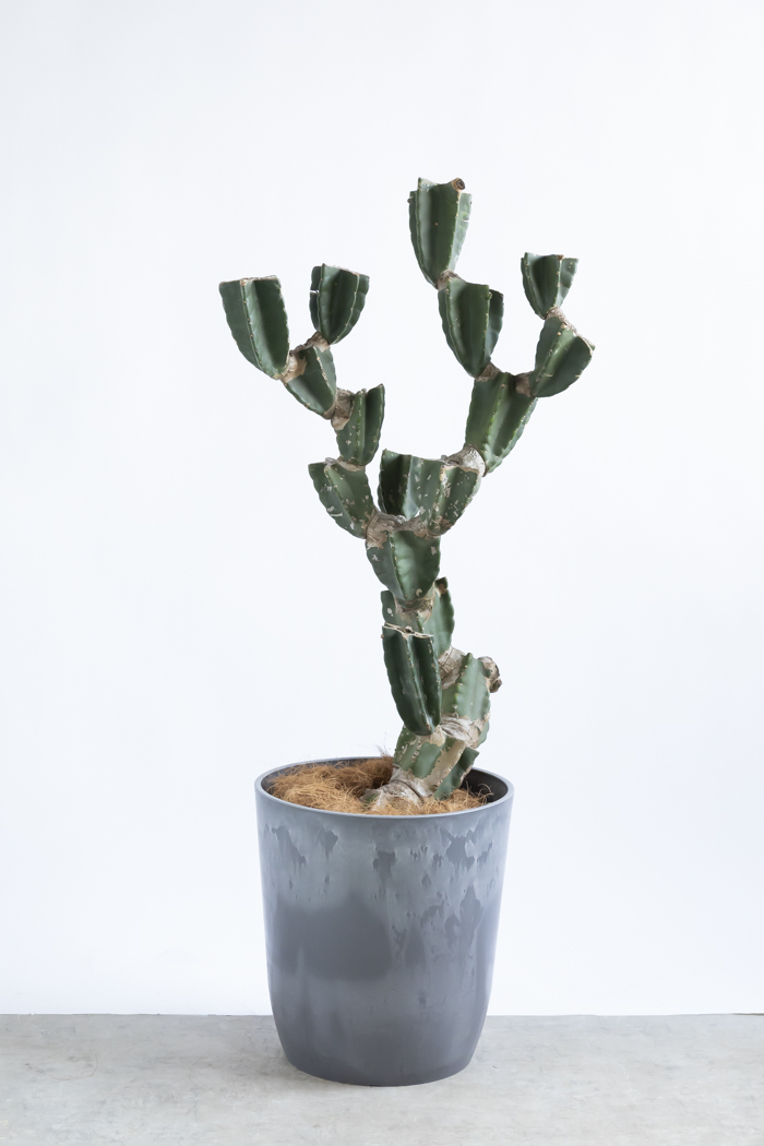 柱サボテン　ブランチ　10号鉢つき　3株植え❗激シブ❗ 観葉植物 柱サボテン ブランチ 一点もの(B)（10号鉢）｜HanaPrime