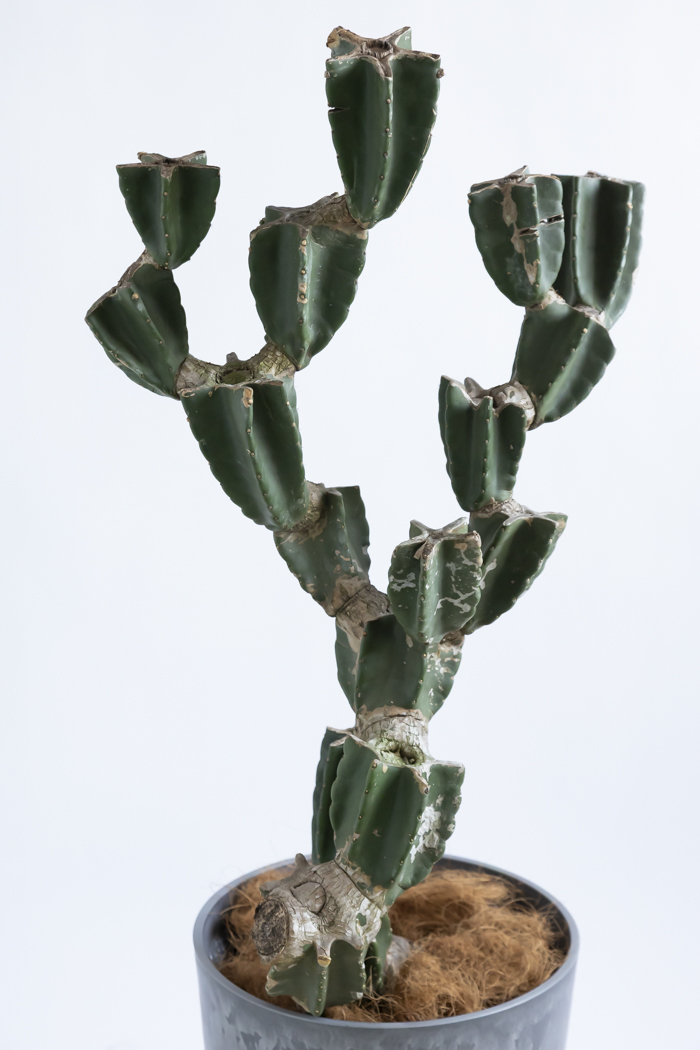 観葉植物 柱サボテン ブランチ 一点もの(B)（10号鉢）の写真4枚目