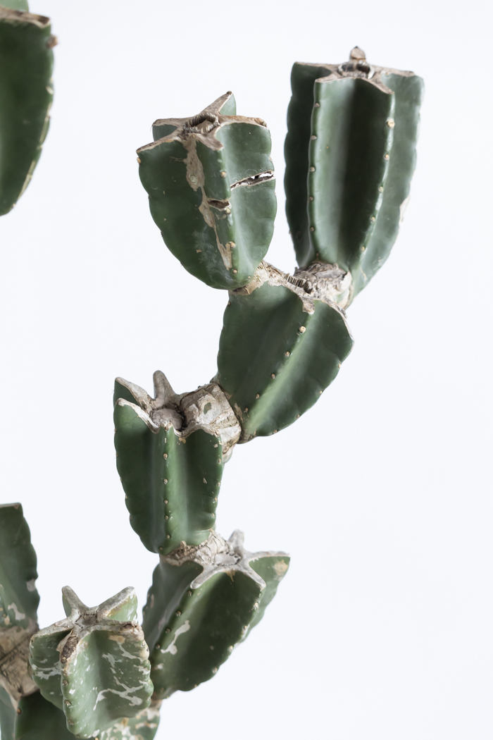 観葉植物 柱サボテン ブランチ 一点もの(B)（10号鉢）の写真6枚目