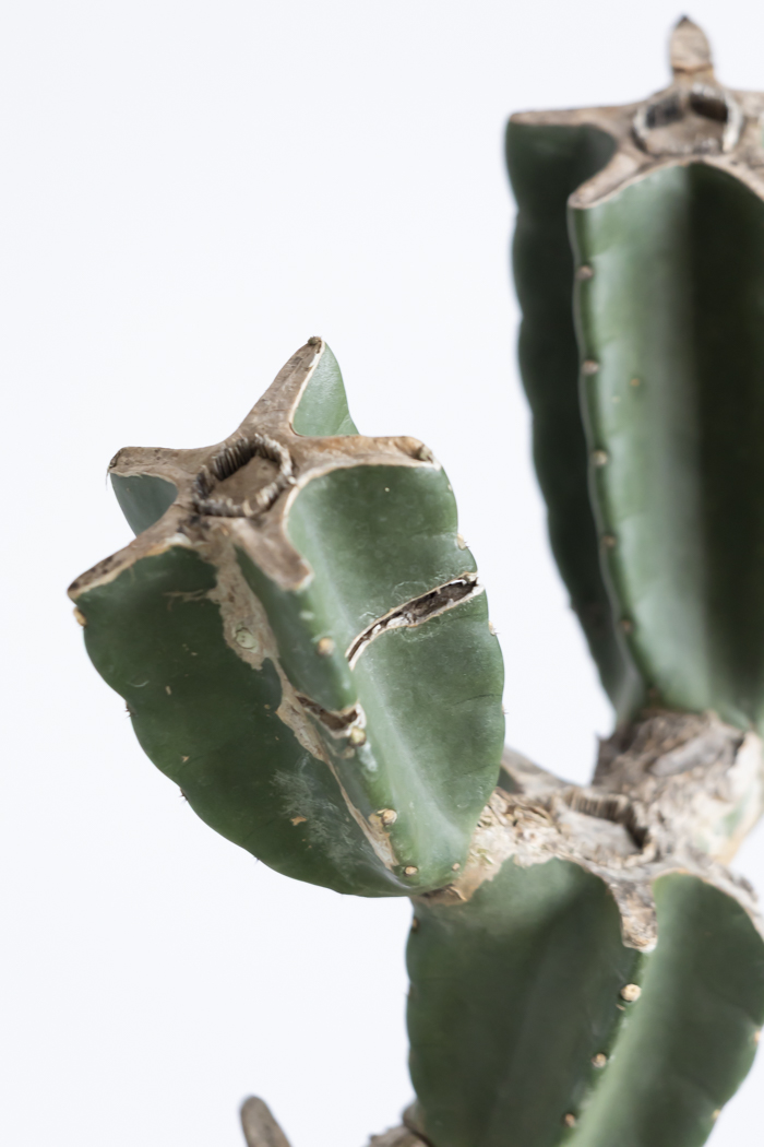 観葉植物 柱サボテン ブランチ 一点もの(B)（10号鉢）の写真7枚目