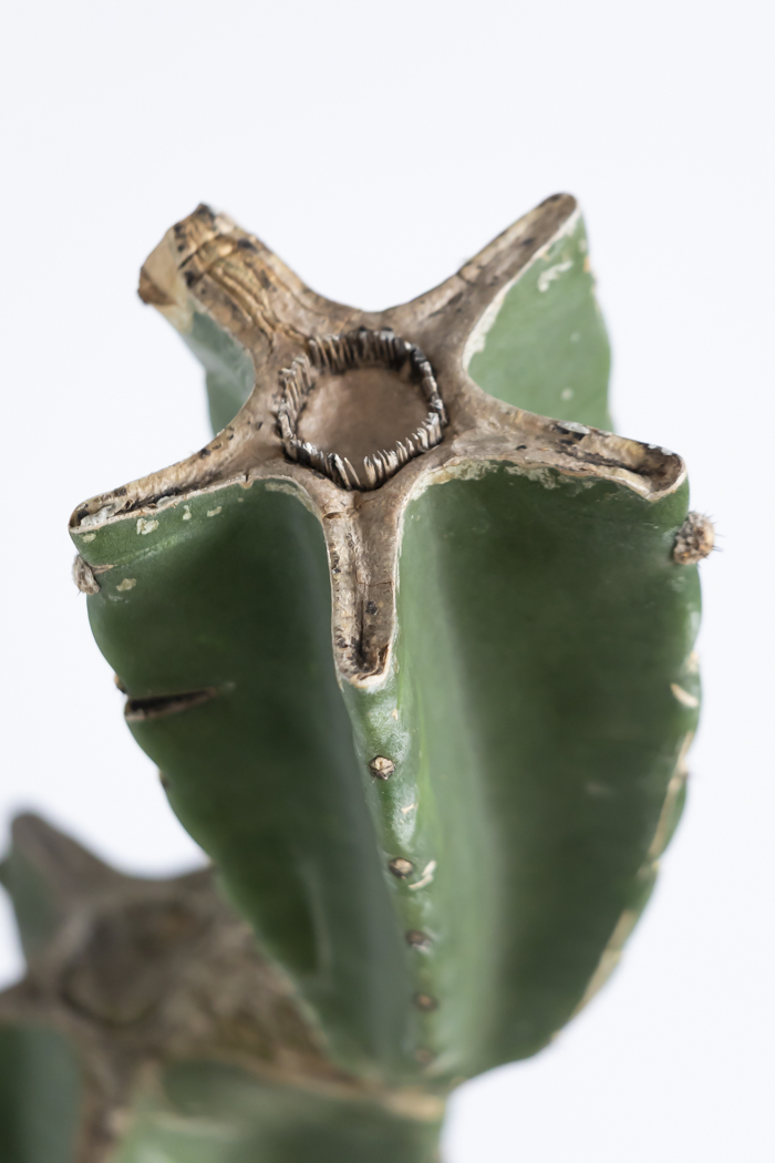 観葉植物 柱サボテン ブランチ 一点もの(B)（10号鉢）の写真8枚目