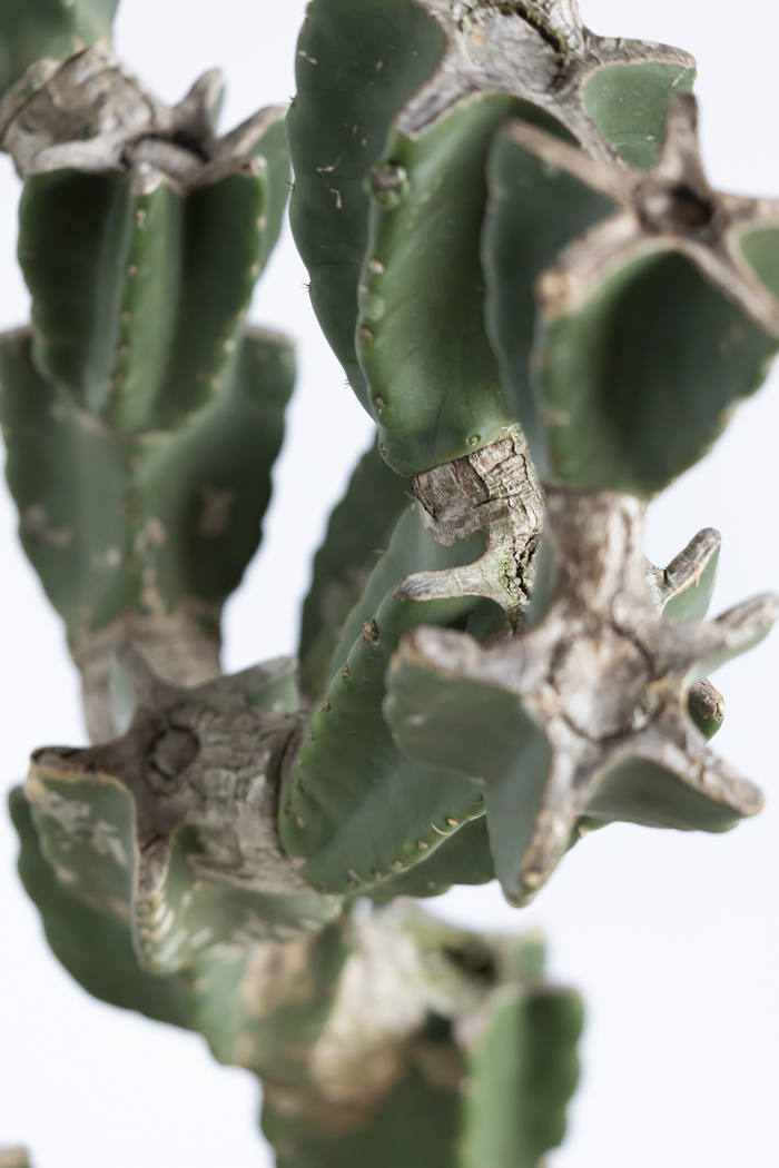 観葉植物 柱サボテン ブランチ 一点もの(B)（10号鉢）の写真9枚目