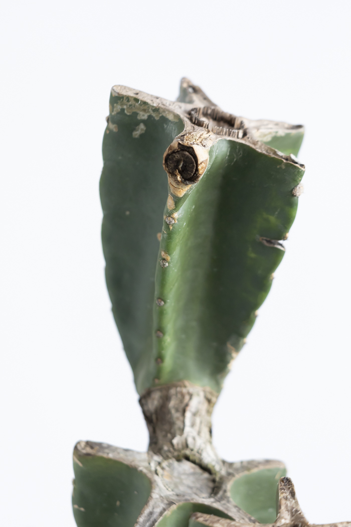 観葉植物 柱サボテン ブランチ 一点もの(B)（10号鉢）の写真10枚目