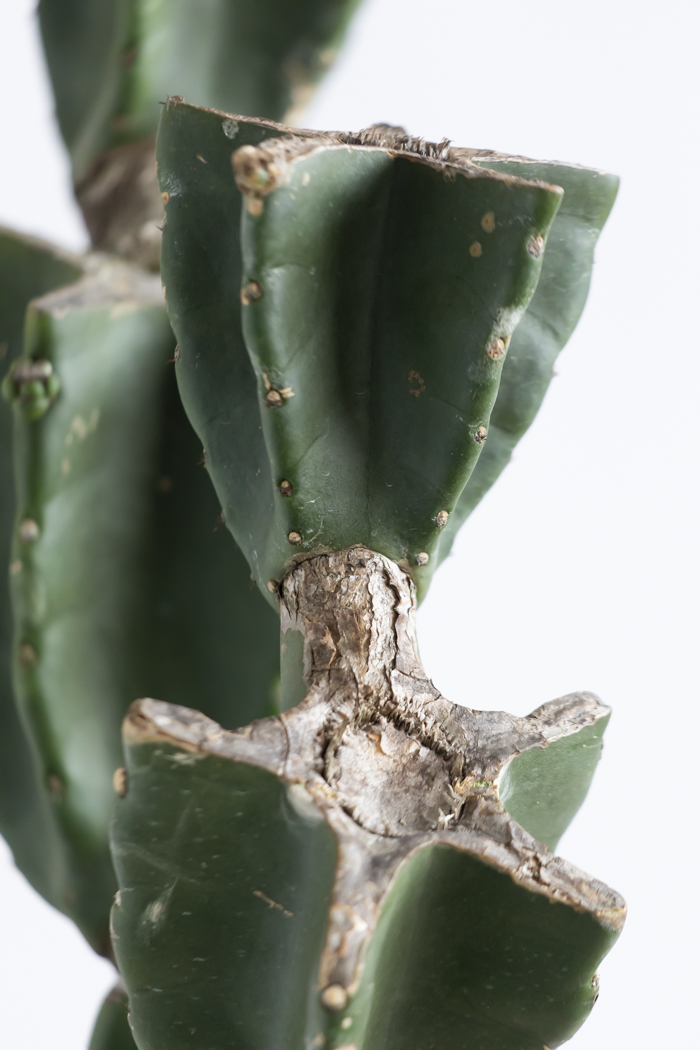 観葉植物 柱サボテン ブランチ 一点もの(B)（10号鉢）の写真11枚目