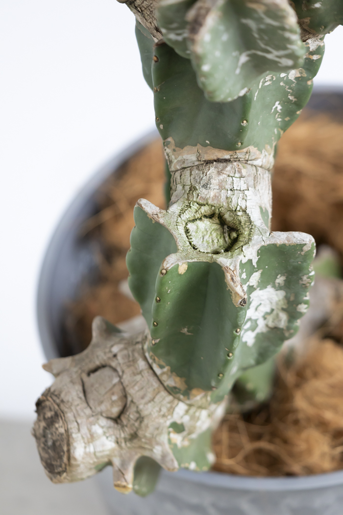 観葉植物 柱サボテン ブランチ 一点もの(B)（10号鉢）｜HanaPrime