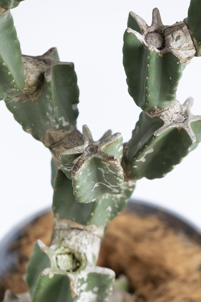 観葉植物 柱サボテン ブランチ 一点もの(B)（10号鉢）の写真14枚目