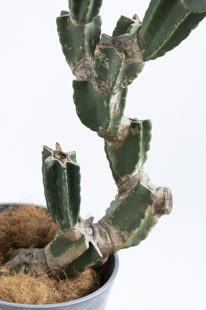 観葉植物 柱サボテン ブランチ 一点もの(B)（10号鉢）の写真15枚目