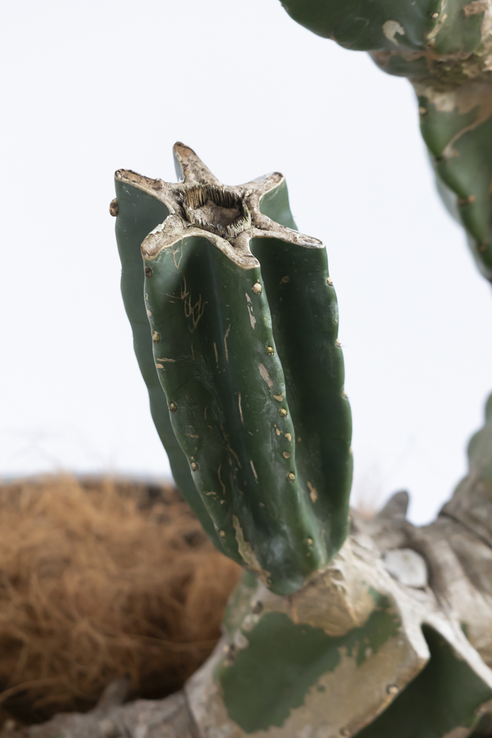 観葉植物 柱サボテン ブランチ 一点もの(B)（10号鉢）の写真16枚目