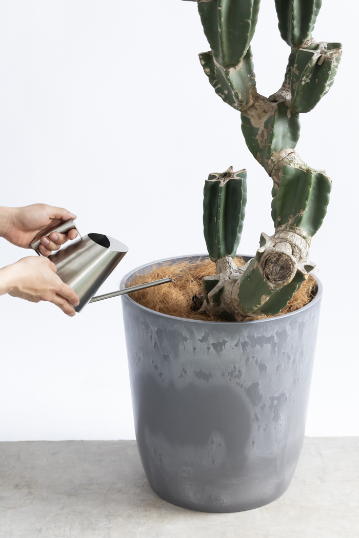 観葉植物 柱サボテン ブランチ 一点もの(B)（10号鉢）の写真17枚目