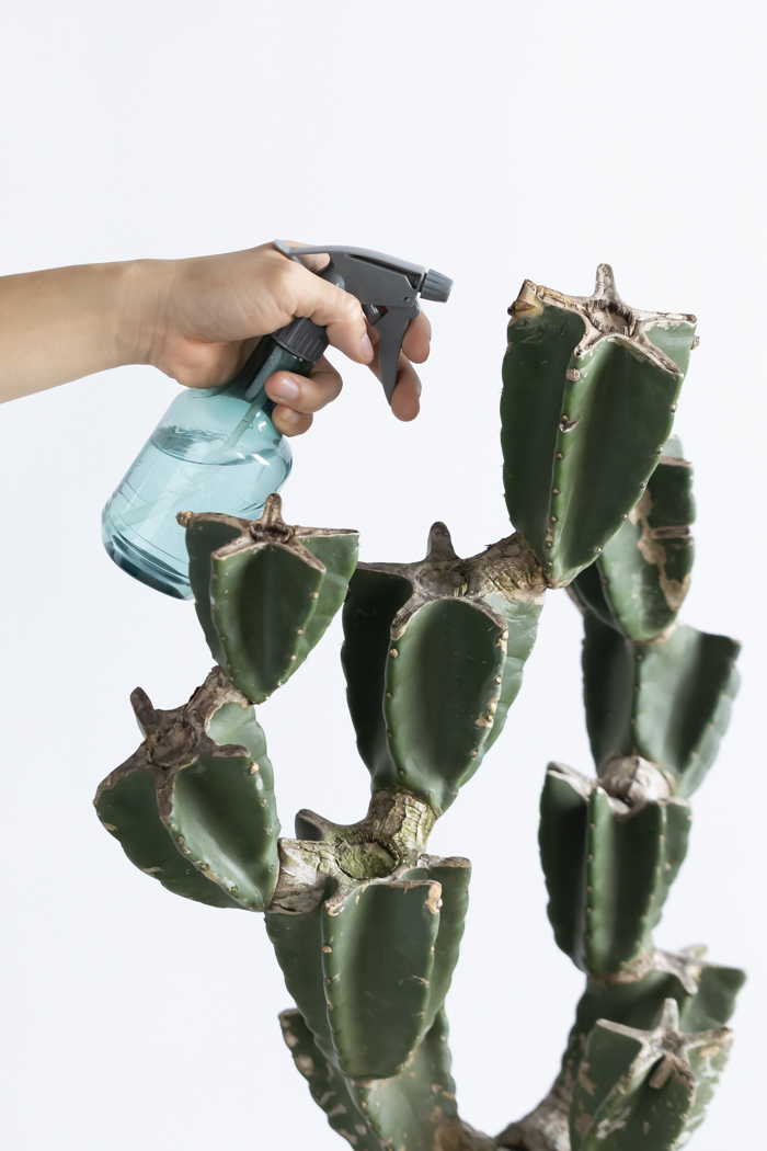 観葉植物 柱サボテン ブランチ 一点もの(B)（10号鉢）の写真18枚目