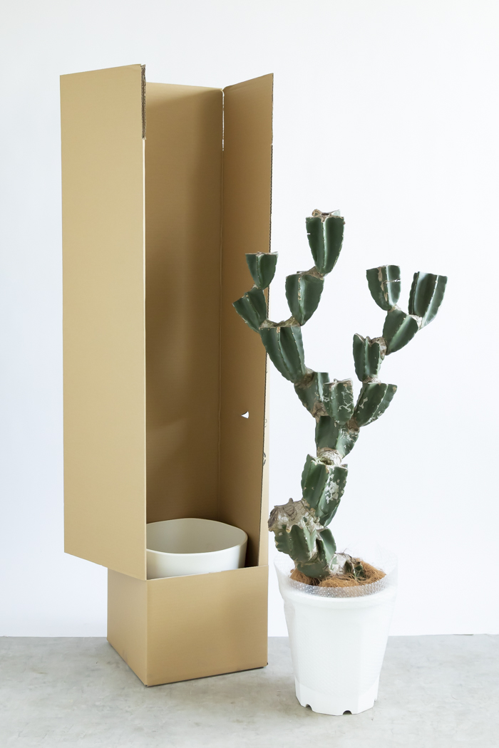 観葉植物 柱サボテン ブランチ 一点もの(B)（10号鉢）の写真19枚目