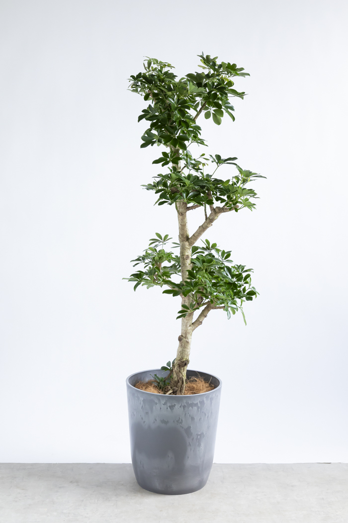 観葉植物 シェフレラ ホンコンカポック 朴 一点もの（10号鉢）の写真1枚目