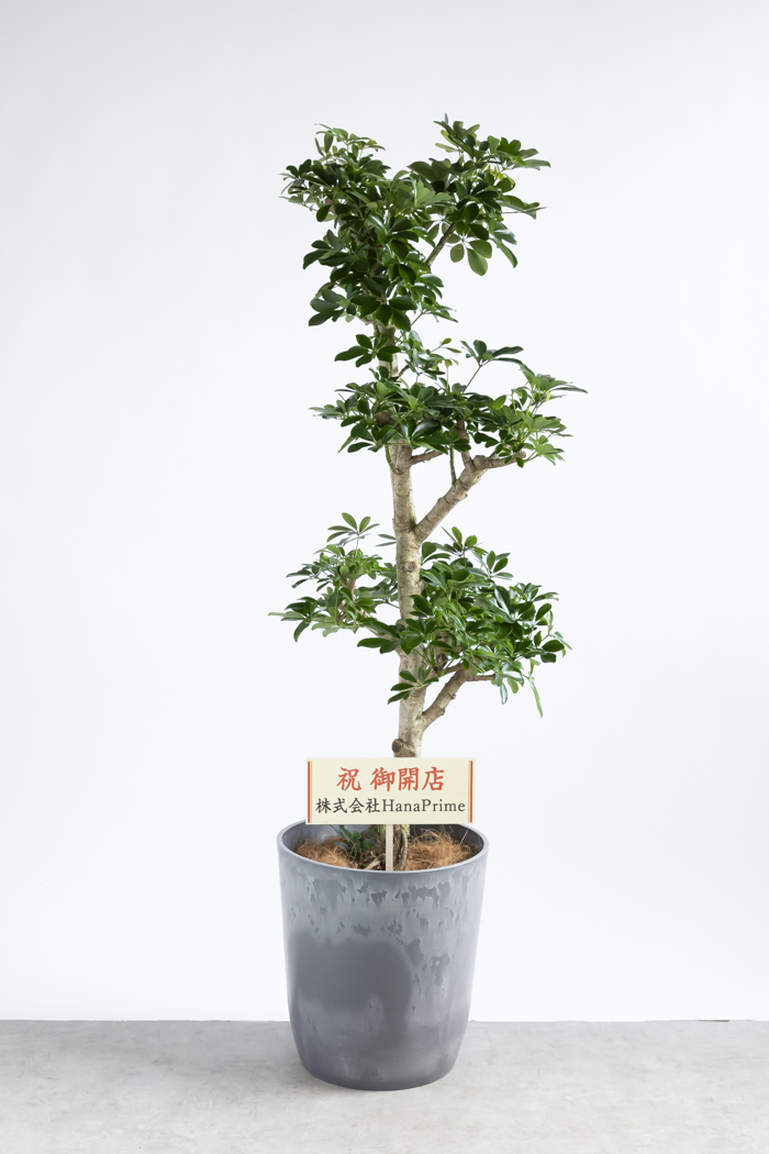大型の観葉植物 XLサイズ（10号鉢）150cm～｜HanaPrime（ハナプライム）