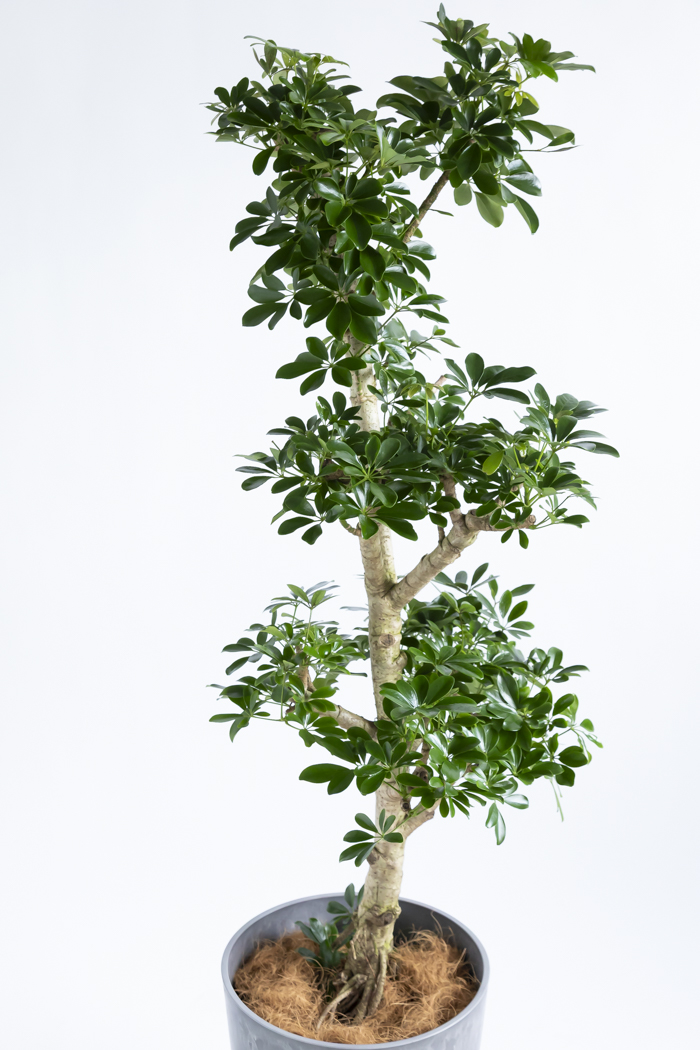 観葉植物 シェフレラ ホンコンカポック 朴 一点もの（10号鉢）の写真4枚目