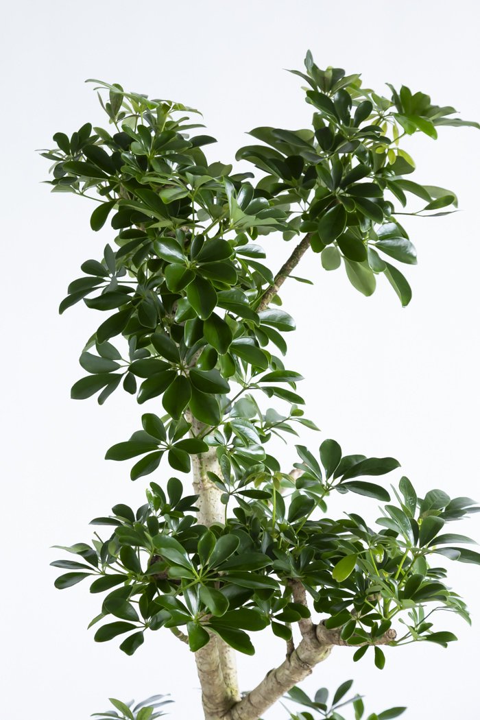 観葉植物 シェフレラ ホンコンカポック 朴 一点もの（10号鉢）の写真5枚目