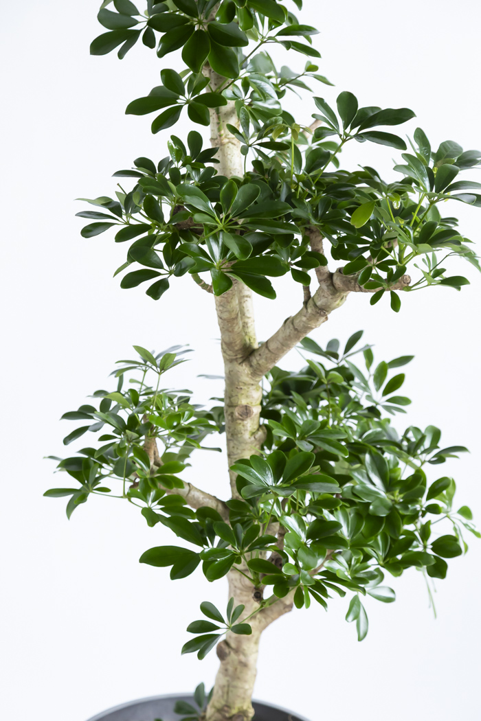 観葉植物 シェフレラ ホンコンカポック 朴 一点もの（10号鉢）の写真6枚目