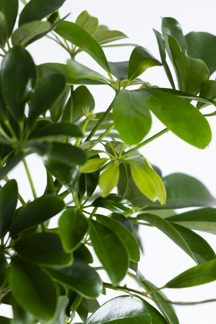 観葉植物 シェフレラ ホンコンカポック 朴 一点もの（10号鉢）の写真7枚目