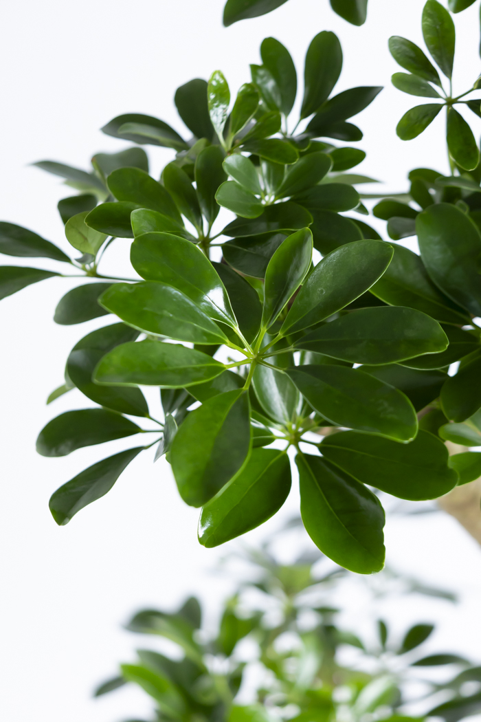 観葉植物 シェフレラ ホンコンカポック 朴 一点もの（10号鉢）の写真8枚目