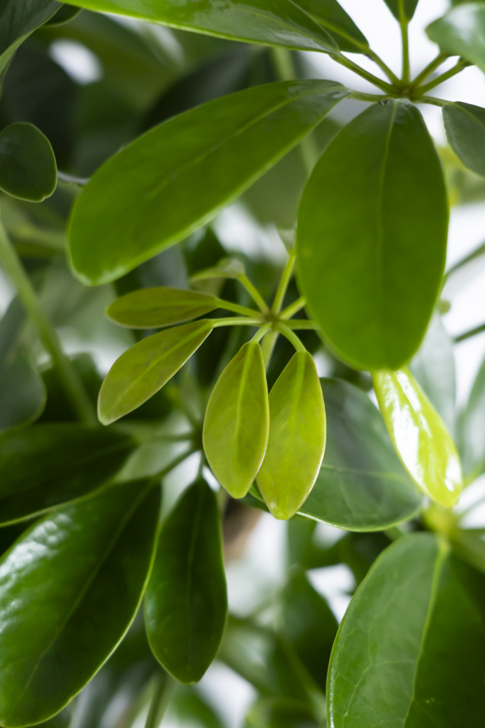 観葉植物 シェフレラ ホンコンカポック 朴 一点もの（10号鉢）の写真9枚目