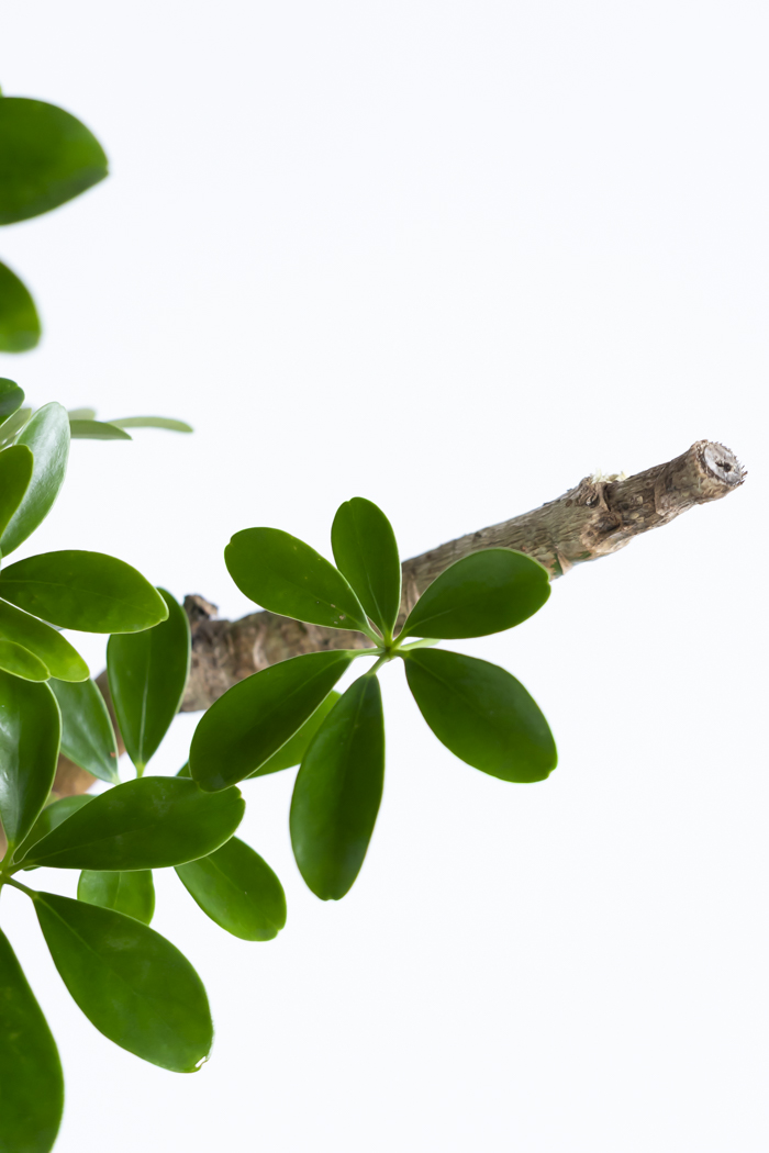 観葉植物 シェフレラ ホンコンカポック 朴 一点もの（10号鉢）の写真10枚目