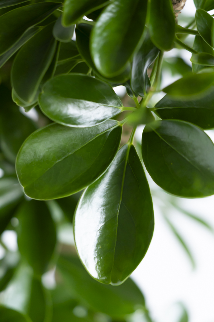 観葉植物 シェフレラ ホンコンカポック 朴 一点もの（10号鉢）の写真11枚目