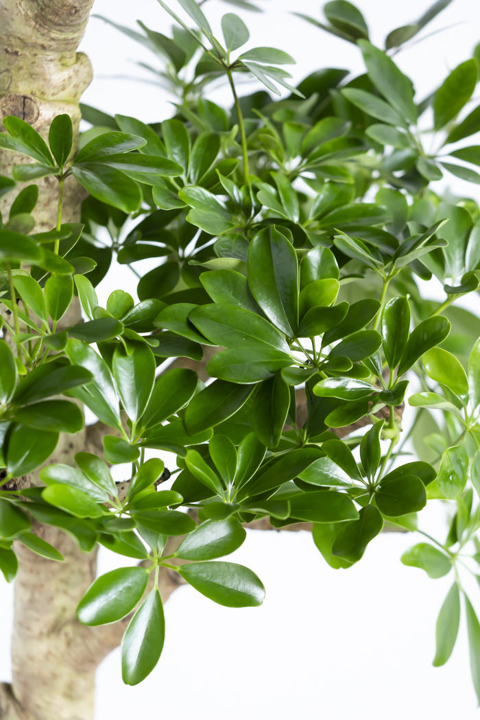 観葉植物 シェフレラ ホンコンカポック 朴 一点もの（10号鉢）の写真13枚目