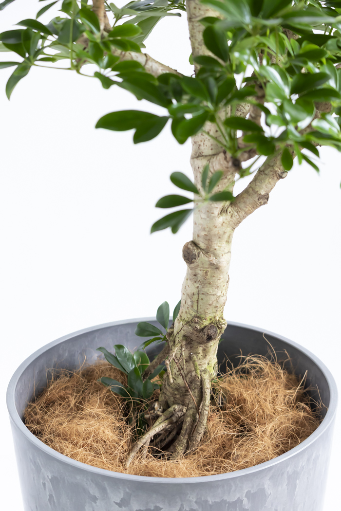 観葉植物 シェフレラ ホンコンカポック 朴 一点もの（10号鉢）の写真15枚目