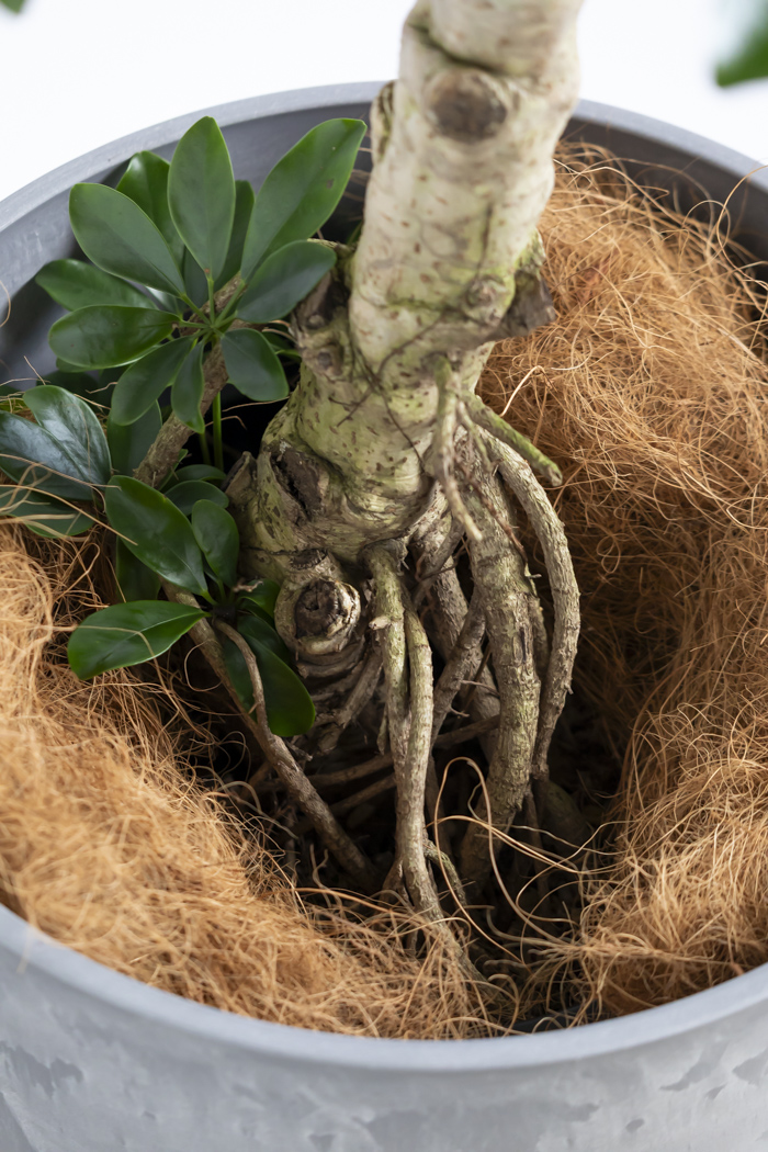 観葉植物 シェフレラ ホンコンカポック 朴 一点もの（10号鉢）の写真17枚目