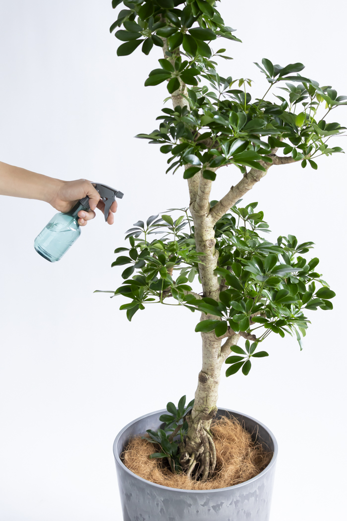 観葉植物 シェフレラ ホンコンカポック 朴 一点もの（10号鉢）の写真19枚目