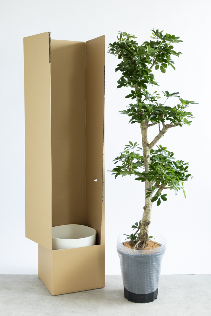 観葉植物 シェフレラ ホンコンカポック 朴 一点もの（10号鉢）の写真20枚目