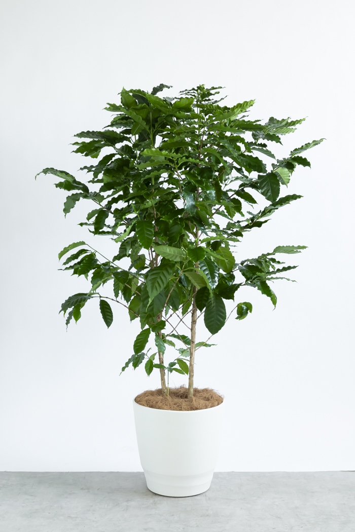 観葉植物 コーヒーの木（10号鉢）｜HanaPrime（ハナプライム）
