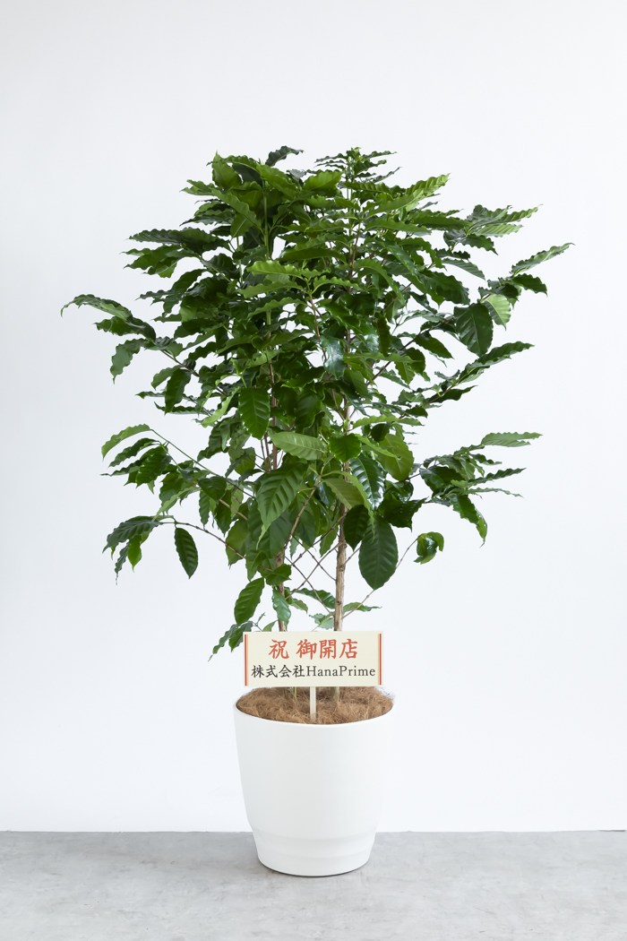 観葉植物 コーヒーの木（10号鉢）｜HanaPrime（ハナプライム）