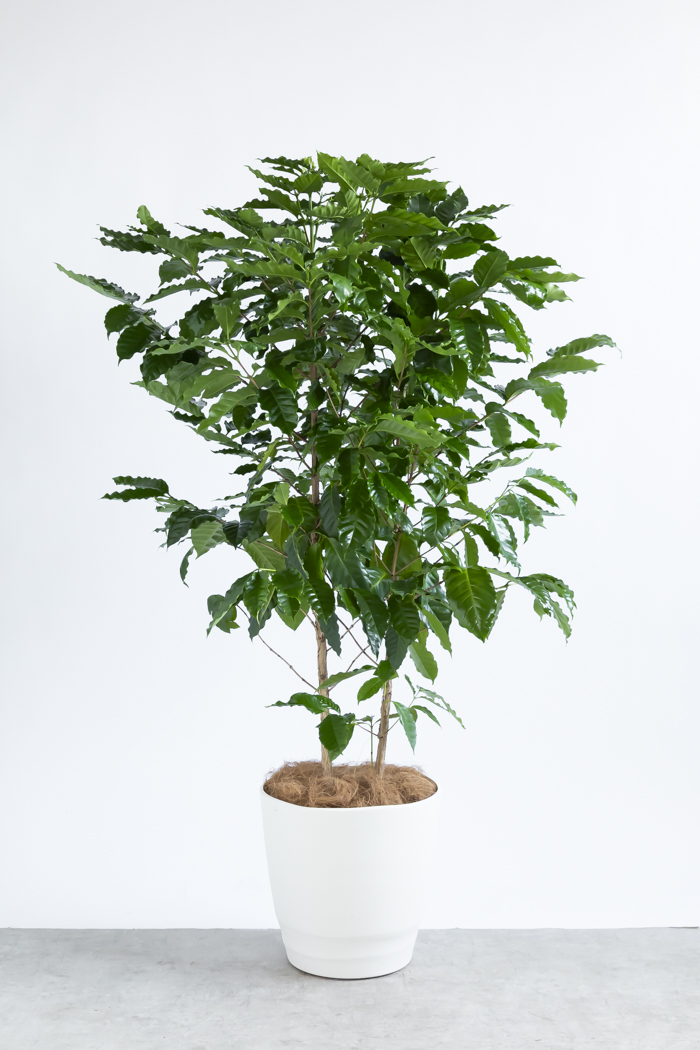 京都での手渡しのみ　コーヒーの木10号　約155cm　現品販売　近畿はお届け可能 観葉植物 コーヒーの木（10号鉢）｜HanaPrime（ハナプライム）