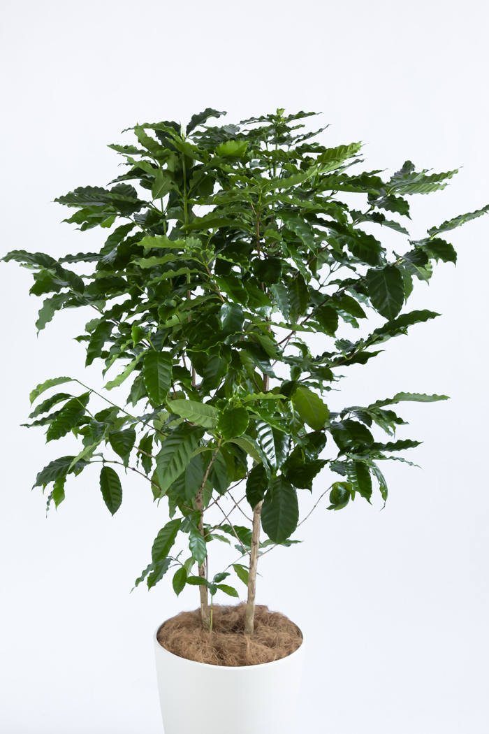 観葉植物 コーヒーの木（10号鉢）｜HanaPrime（ハナプライム）