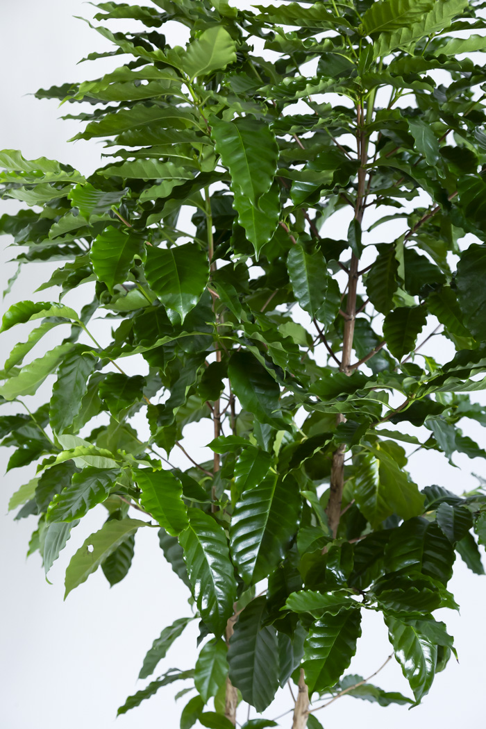 観葉植物 コーヒーの木（10号鉢）｜HanaPrime（ハナプライム）